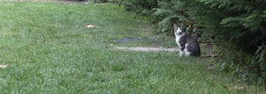 Sağda çimlerin üzerinde oturan kedi kameraya bakıyor. Beyaz ve gri desenleri var. Kapat..
