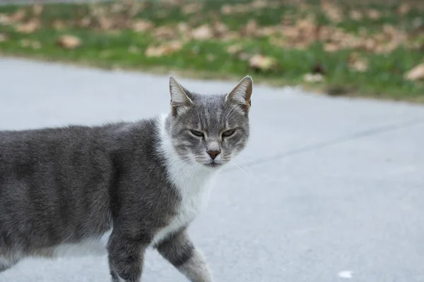 O gato está olhando para a câmera enquanto caminha no pavimento. Tem padrões brancos e cinzentos . — Fotografia de Stock