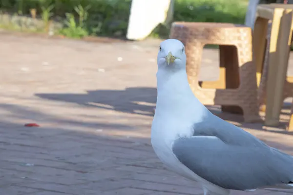 Seagull at the seaside. He walks on the ground looking around for food. There are plastic stools around. — Stock Photo, Image