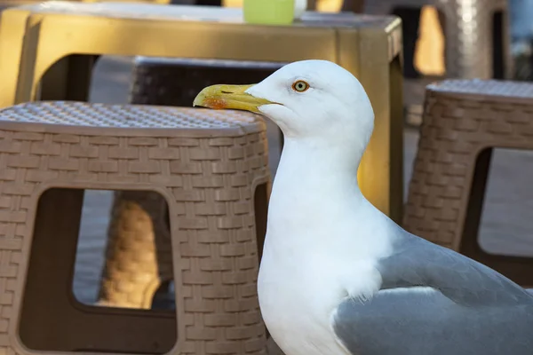 Gaivota à beira-mar. Ele anda no chão à procura de comida. Há banquetas de plástico ao redor . — Fotografia de Stock