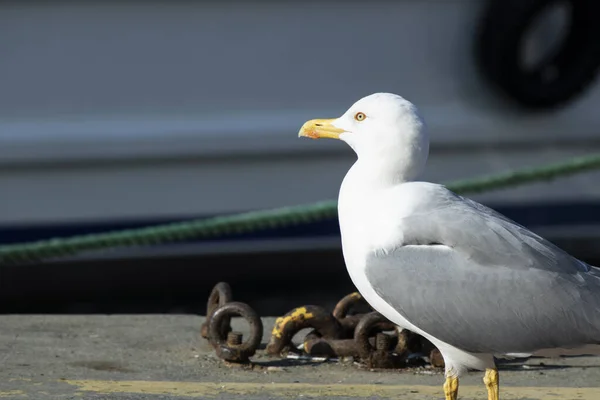 Seagull at the seaside. He walks on the ground looking around for food. There are plastic stools around. — 스톡 사진