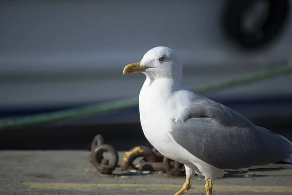 海滨的海鸥。他走在地上四处寻找食物。周围有塑料凳子. — 图库照片