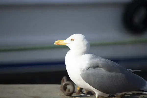 Gaivota à beira-mar. Ele anda no chão à procura de comida. Há banquetas de plástico ao redor . — Fotografia de Stock