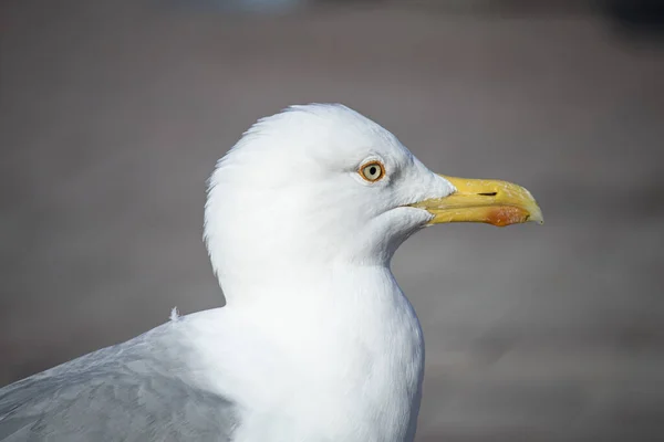 Deniz kenarındaki martı. O, yiyecek aramak için yerde yürür. Etrafta plastik tabureler var.. — Stok fotoğraf