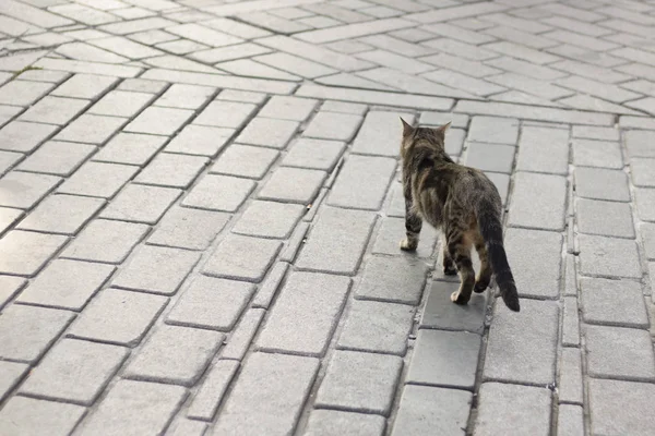 Η γάτα κοιτάζει την κάμερα ενώ περπατάει στο πεζοδρόμιο. Έχει λευκά και γκρι σχέδια.. — Φωτογραφία Αρχείου