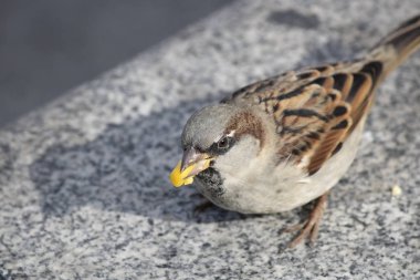 Kahverengi serçe mısır tanelerini yerken çekilmiş. Mısır taneleri kaynamış..