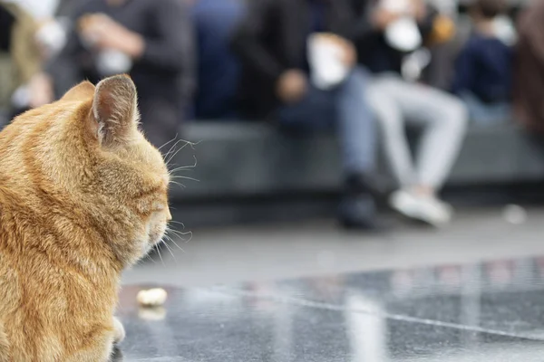 Il gatto giallo poggia su marmo granito e guarda intorno . — Foto Stock