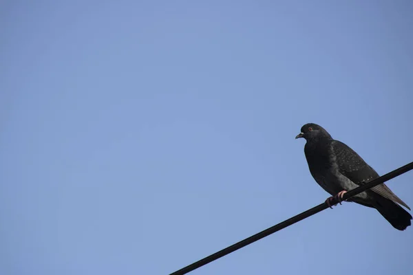 Elektrik kablolarında tek bir güvercin. Arka planda mavi gökyüzü. Kapat..