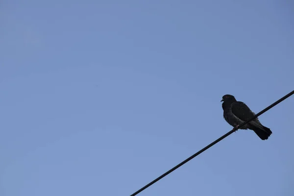 Eén duif op elektrische draden. Blauwe lucht op de achtergrond. Sluiten.. — Stockfoto