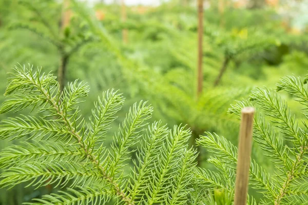 A Pinaceae Abies növény tüskés levelei közelednek.. — Stock Fotó