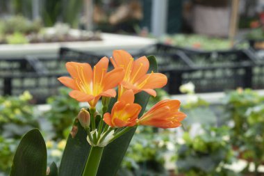 Clivia minyatür portakal çiçeğinin yakın plan fotoğrafı.