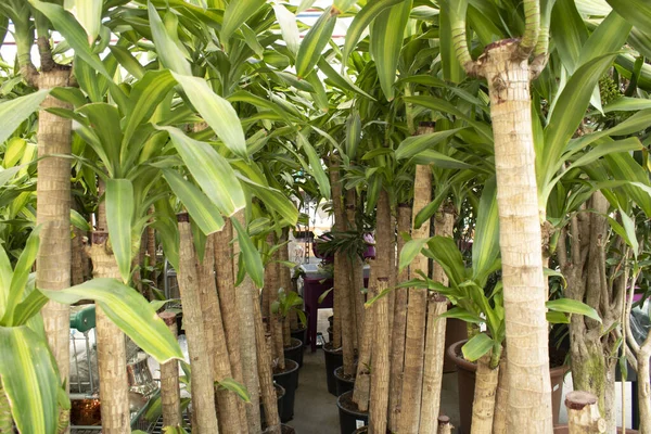 Dracaena güzel kokulu ağaç. Resmin sağında ve solunda birçok ağaç var..