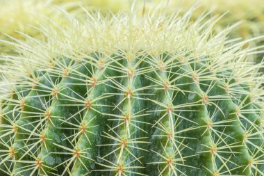 Latince adı Echinocactus Grusonii olan kaktüsün yakın plan çekimi..