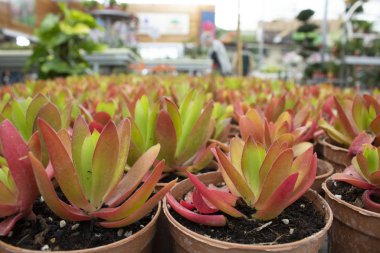 Crassula Capitella plants photo. It was taken in a store selling garden products. Close up. clipart