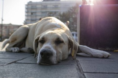 Sleeping white stray dog. Close photos were taken from the front of the dog.