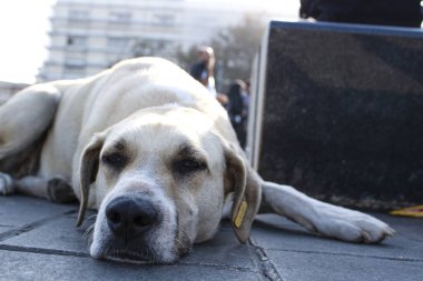 Sleeping white stray dog. Close photos were taken from the front of the dog.