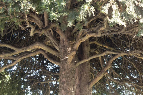 Foto de árbol de Torreya taxifolia. Especie vegetal endémica de especies en peligro de extinción. Torreya de primera clase . — Foto de Stock