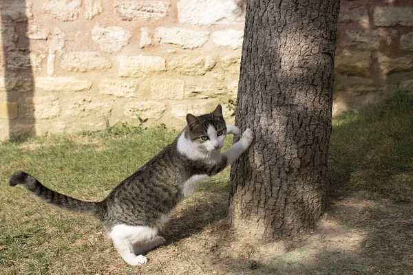 The gray and white cat is angry looking at the camera. Fore legs on the tree. — Stock Fotó