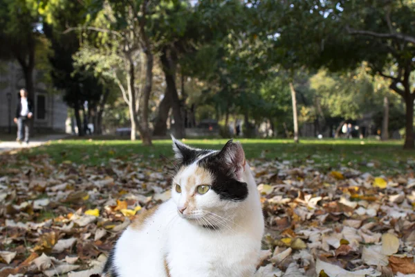 Cat with gray white yellow colors. He sits on the grass. There are dried leaves around. Close up. — Zdjęcie stockowe