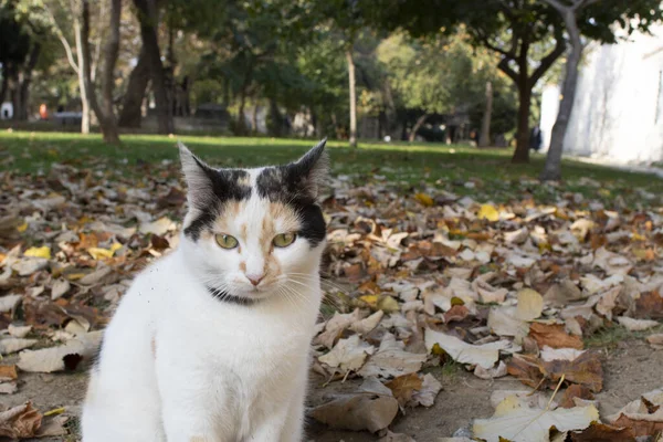 Cat with gray white yellow colors. He sits on the grass. There are dried leaves around. Close up. — Stock Fotó