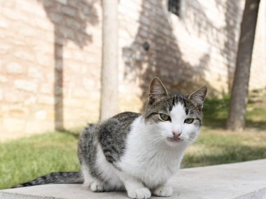 Gray white was filmed while looking at his camera. He sits calmly and on marble.
