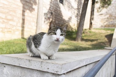 Gray white was filmed while looking at his camera. He sits calmly and on marble.