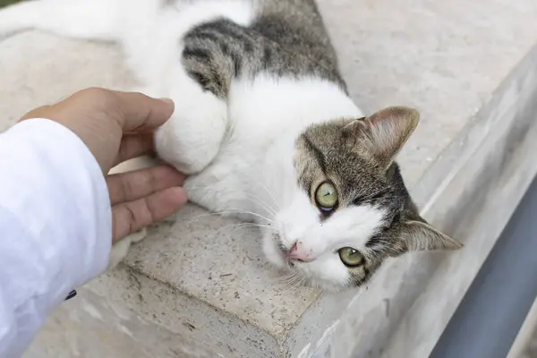 Gato com cores brancas cinzentas. Deitado no chão quer ser amado. Ele era amado à mão . — Fotografia de Stock