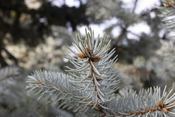 Γκρο Πλαν Φωτογραφία Από Φύλλα Του Μπλε Έλατου Από Την — Φωτογραφία Αρχείου