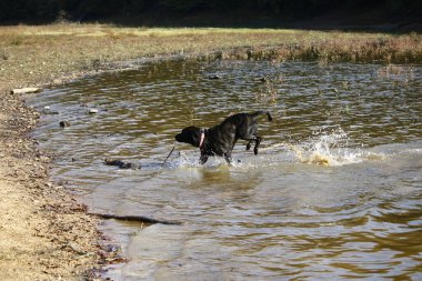 Trying to find the stick thrown in the lake. It has a black color. Taken outdoors on a sunny day.