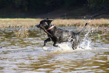 Trying to find the stick thrown in the lake. It has a black color. Taken outdoors on a sunny day.