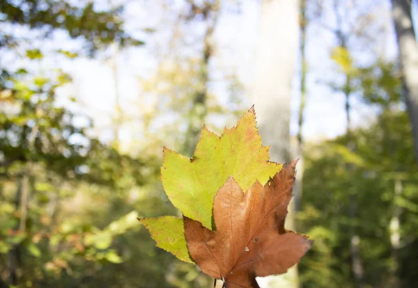 Le foglie secche di sicomoro giallo sono tenute in mano. Ritirato nella foresta . — Foto Stock