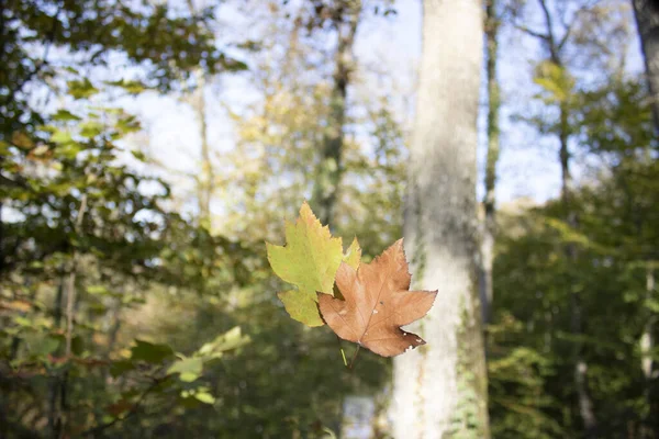 Dried yellow sycamore leaves are held in hand. Withdrew in the forest.