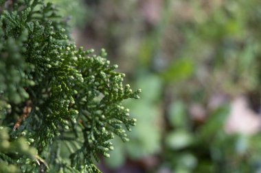 Chamaecyparis obtusa ağacının yapraklarının fotoğrafı. Kapat..