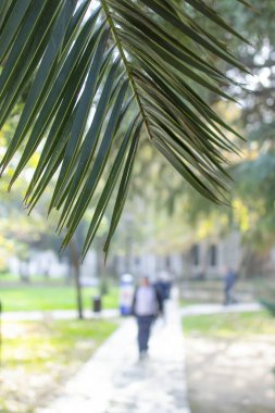 Anka Dactylifera palmiye ağacı fotoğraf bırakır. Arka plandaki parkta ve yürüyen insanlar....