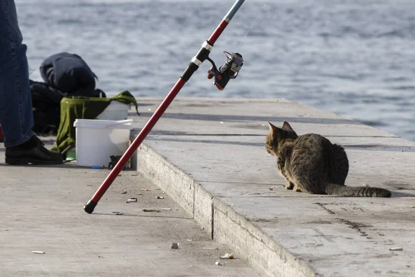 Fishing rod and cat next to it. The cat is waiting for the fish to come out of the sea. Photographed in sunny daytime.