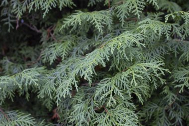 Latince adı thuja sutchuensis olan Çinli thuja yapraklarının yakın plan fotoğrafı. Kapat..