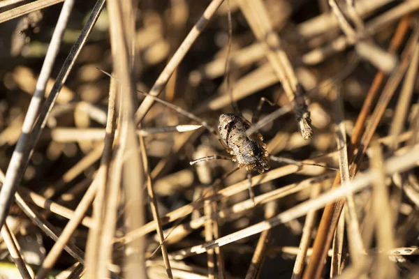 Phalangium opilio escarabajo macro foto entre hierbas. Fue tomada en un día soleado. . — Foto de Stock