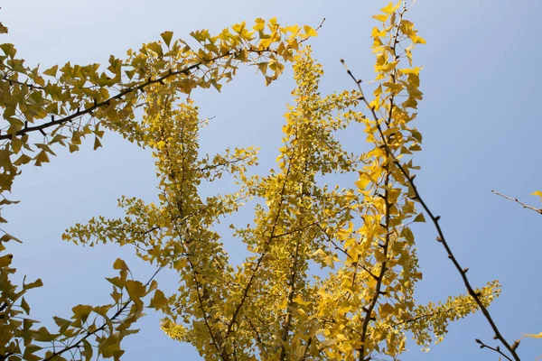 Ginkgo biloba albero e foglie gialle. Fotografato in una giornata di sole. Da vicino. . — Foto Stock