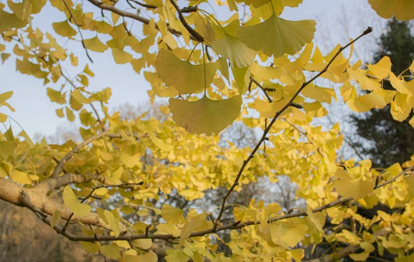 Ginkgo biloba albero e foglie gialle. Fotografato in una giornata di sole. Da vicino. . — Foto Stock