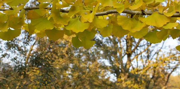Гинкго билоба дерево и желтые листья. Сфотографирован в солнечный день. Закрыть . — стоковое фото