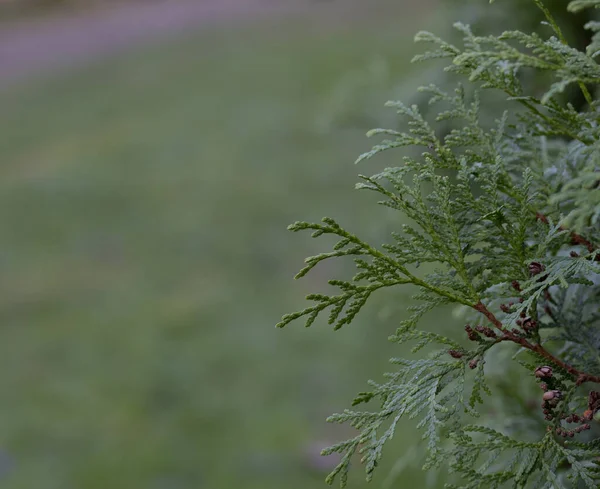 Ein Nahaufnahme-Foto der chinesischen Thuja-Blätter, deren lateinischer Name Thuja sutchuenensis ist. Nahaufnahme. — Stockfoto