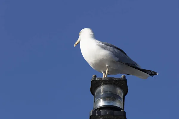 The ship is a seagull on a red warning lamp. Background of blue sky. Close up. — Stock Photo, Image