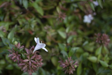 Çiçeğin tacının yakın çekimi, Latince adı abelia x grandiflora.
