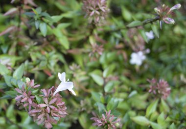 Çiçeğin tacının yakın çekimi, Latince adı abelia x grandiflora.