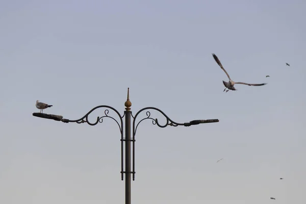 Gabbiano Sul Lampione Sta Implorando Gabbiano Sta Volando Destra Una — Foto Stock