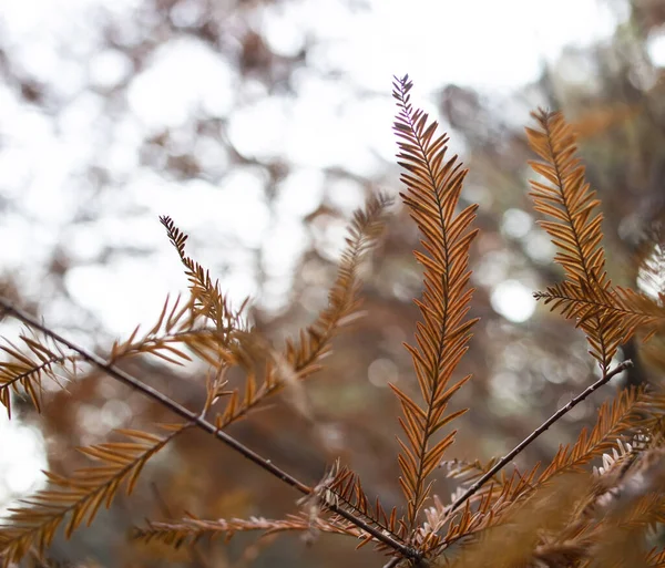 秋天的晨曦红杉叶 拉丁文名称 Metasequoia Glyptostroboides Close Leaves Tree — 图库照片