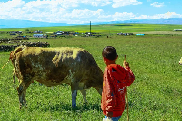 Amasya, Türkiye - Haziran 13.2016: Kırmızı gömlekli küçük çoban çocuk. Mavi gökyüzü ve küçük köy.