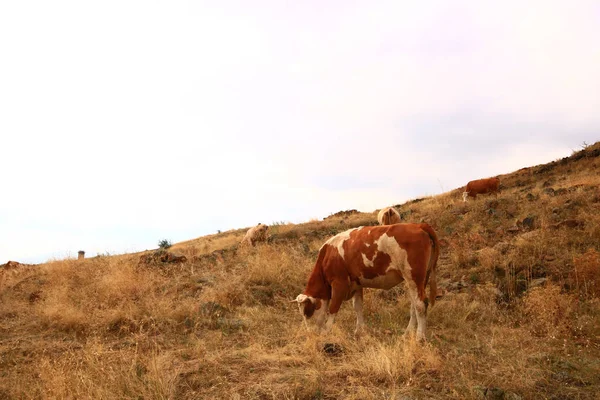 Бык Который Ест Сушеные Травы Степи Снято Закате Карс Турция — стоковое фото