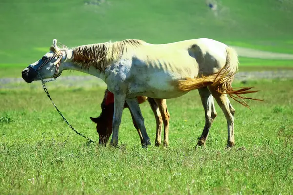 Potro Caballo Madre Pastan Juntos Colt Deja Pequeñas Cadenas Laterales — Foto de Stock