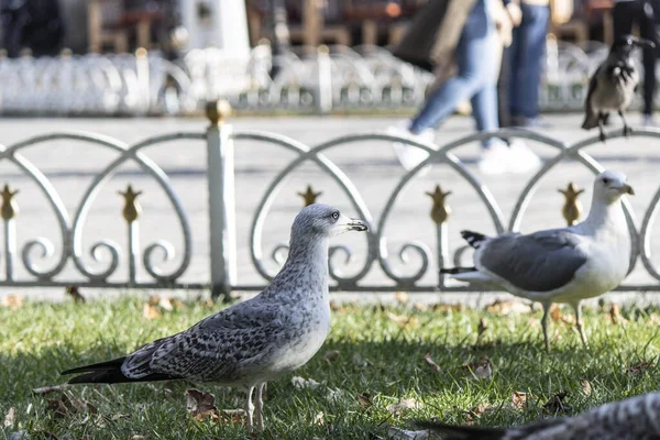 Seagull Grass Park Looking Food People Istanbul Turkey — Stock Photo, Image